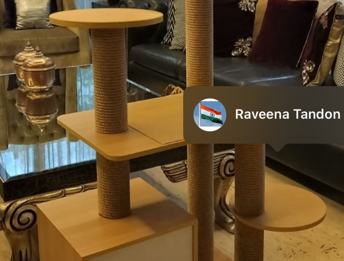 <h2><strong>When Raveena Tandon chooses House of Meows</strong></h2>