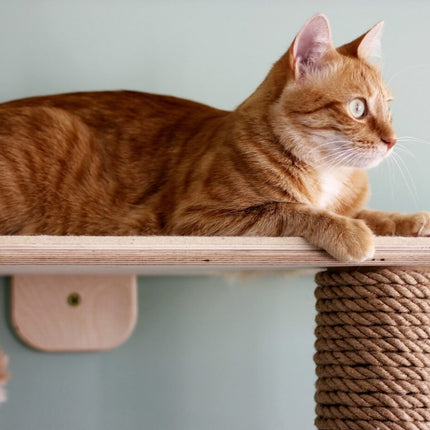House of Meows – CatPaw Perch & Scratch Tree (Best Seller)