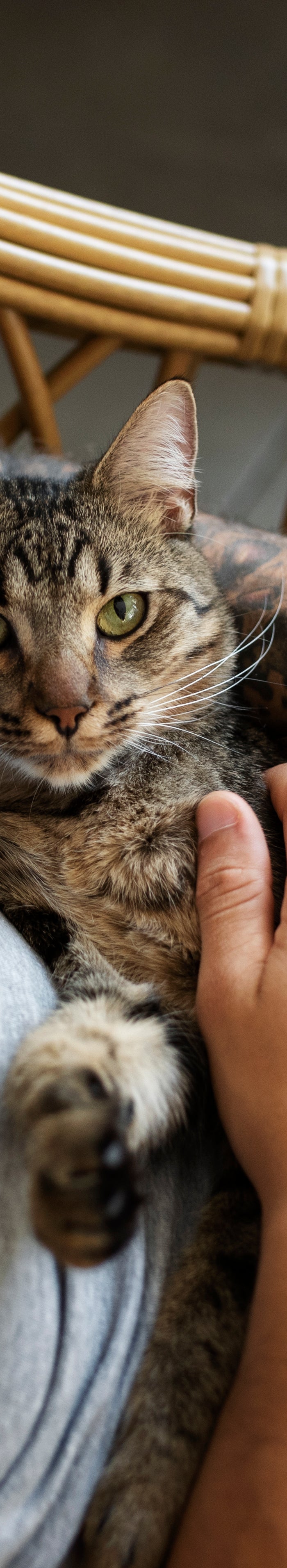 <h1>Read the Story about House of Meows</h1>