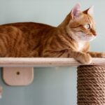 HOM Extra Long Wall mounted round cat scratching & climbing tree