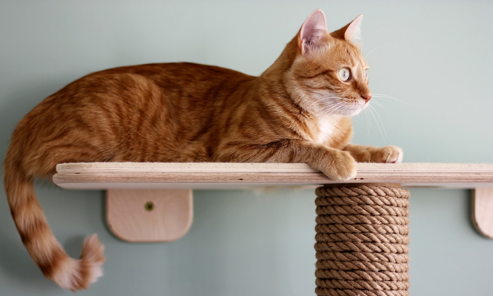 HOM Extra Long Wall mounted round cat scratching & climbing tree