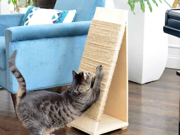House of meows HOM Triangular Cat Scratcher | Wood | Natural Jute The Ultimate Guide to Choosing Pet Scratchers: A Cat’s Paradise