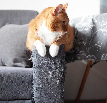 Save your sanity and your furniture with our cat-approved scratchers!
