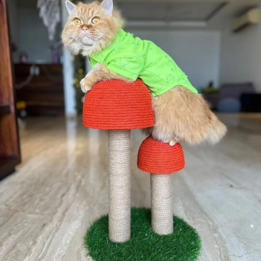 HOM Mushroom Claw Scratcher for Cats / Natural Sisal Jute