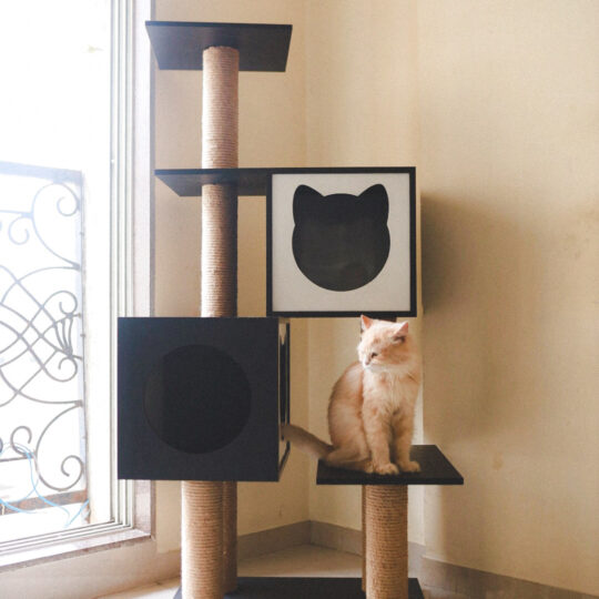 HOM Midnight Paws Cat Haven