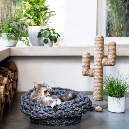 HOM Desert Oasis – Cactus Inspired Cat Scratcher with Natural Sisal Rope