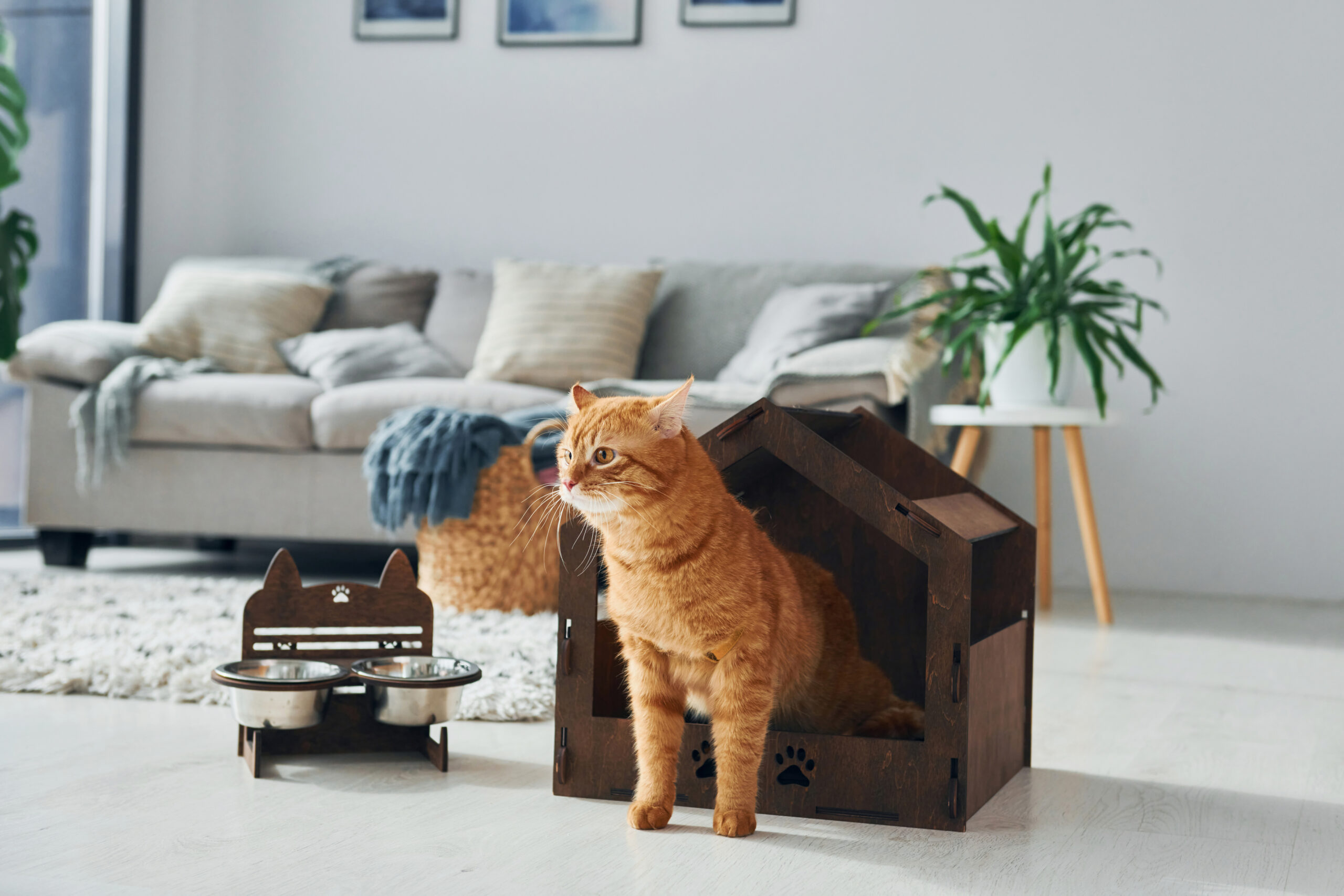 https://houseofmeows.com/wp-content/uploads/2023/06/cute-cat-is-pet-booth-that-indoors-modern-domestic-room-scaled.jpg