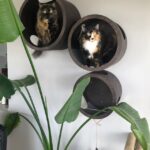 iap_640x640.5445960393_gz0ooq8r