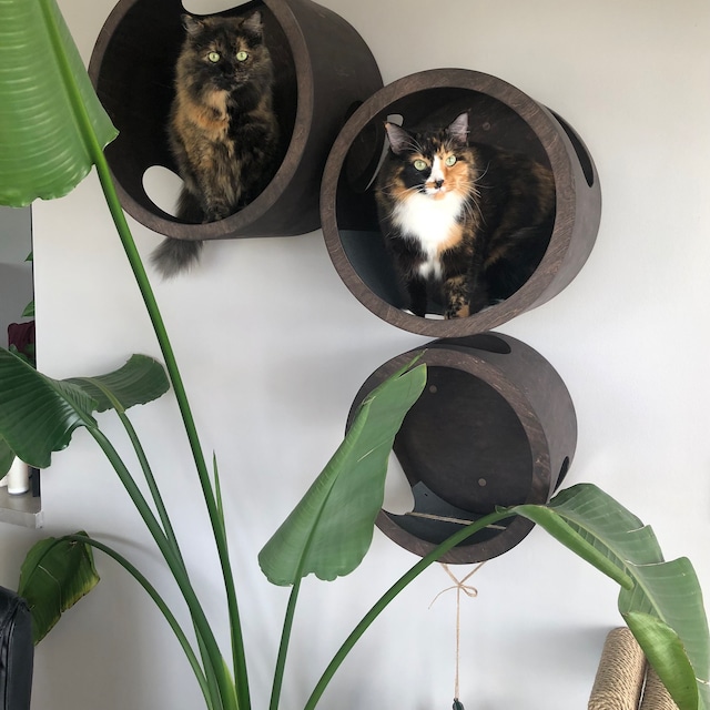 iap_640x640.5445960393_gz0ooq8r