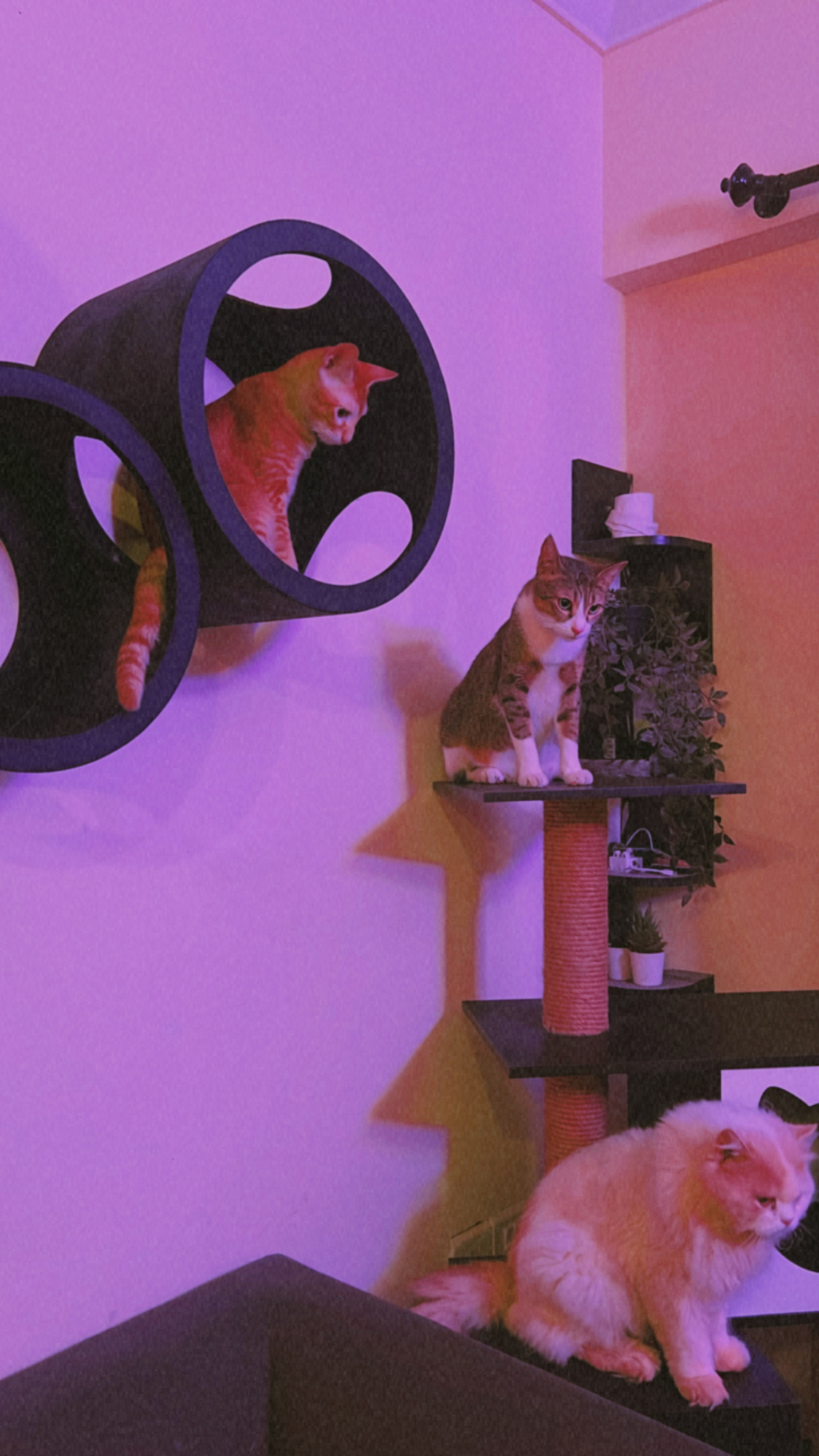 3D6D0ABA-833F-4A57-9582-0A8B0F0271B5