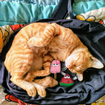 6 Essentials Before Welcoming a Cat Into Your Home (2024)