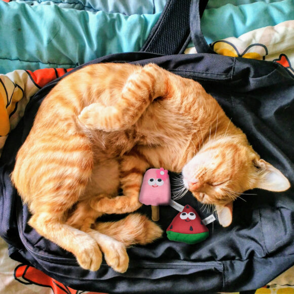 6 Essentials Before Welcoming a Cat Into Your Home (2024)