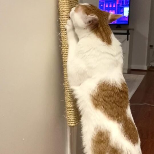 Cat Scratching Post, Hanging Door Cat Scratcher, Sisal Cat Scratcher